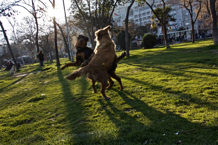 Fotoğraf: Handan Akgün